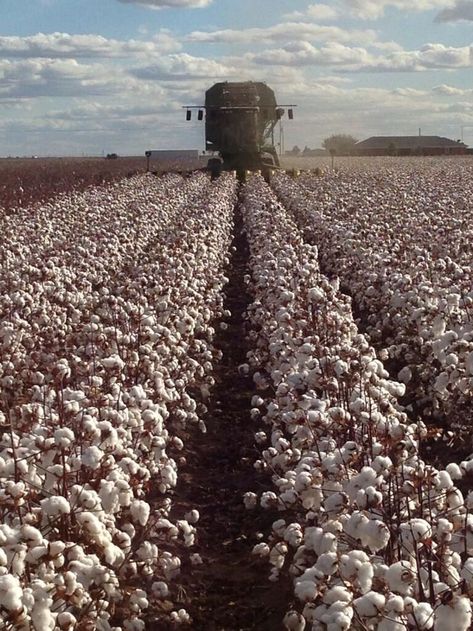 Picking Cotton - Harvest - Farming Nature, Cotton Field Pictures, Cotton Picking, Cotton Spinning, Field Pictures, Lubbock Texas, Cotton Fields, Southern Life, Country Lifestyle