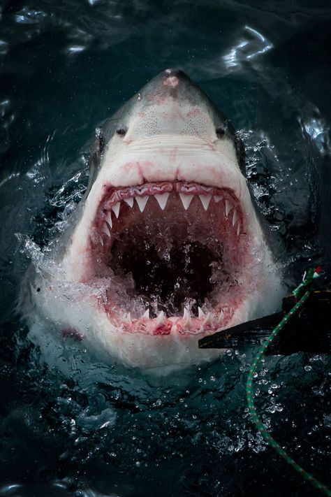 Terrifying moment great white shark leaps from water with teeth glistening in the sun captured by brave Brit – The Sun Green Anaconda, Jaws Movie, Spring Animals, Apex Predator, Most Beautiful Animals, The Great White, White Sharks, Great White Shark, Great White