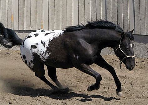 appaloosa Black Blanket Appaloosa, Black Appaloosa, Horseback Riding Lessons, Horse Boarding, Appaloosa Horses, Clydesdale, Horses And Dogs, Majestic Horse, Appaloosa