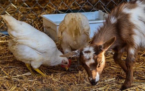 Keeping multiple species together is an amazing way to be efficient with a smaller homestead. Make sure to keep reading to know which animals can we really keep together. Keeping Goats, Forest Creek, Wolf Forest, Dream Farmhouse, Keeping Chickens, Llama Alpaca, The Shire, Animal Sanctuary, Types Of Animals