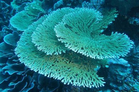 16 Amazing Types of Corals (With Pictures) - Wildlife Informer Coral Reef Plants, Coral Reef Pictures, Elkhorn Coral, Coral Pictures, Coral Reef Art, Coral Reef Ecosystem, Coral Table, Ocean Plants, Hard Coral