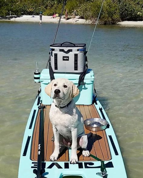 Puppy on a paddleboard (SUP)  #puppy #sup #paddleboarding Paddle Board Fishing, Sup Fishing, Alana Blanchard, Sup Paddle Board, Sup Stand Up Paddle, Sup Accessories, Paddle Surfing, Standup Paddle Board, Sup Yoga