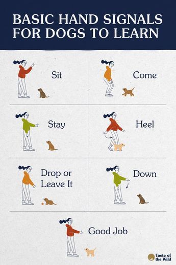 If you’re deciding how to train your dog, consider using hand signal training. Most dogs respond well to this training method, and there are many situations where a hand signal comes in handy. Visit our blog to learn more about this training method. #DogTraining #DogCommands Dog Sign Language Hand Signals, Basic Dog Commands, Lacrosse Training, Dog Training Hand Signals, Polly Gray, Dog Commands Training, Dog Hand Signals, Dog Life Hacks, Teach Dog Tricks