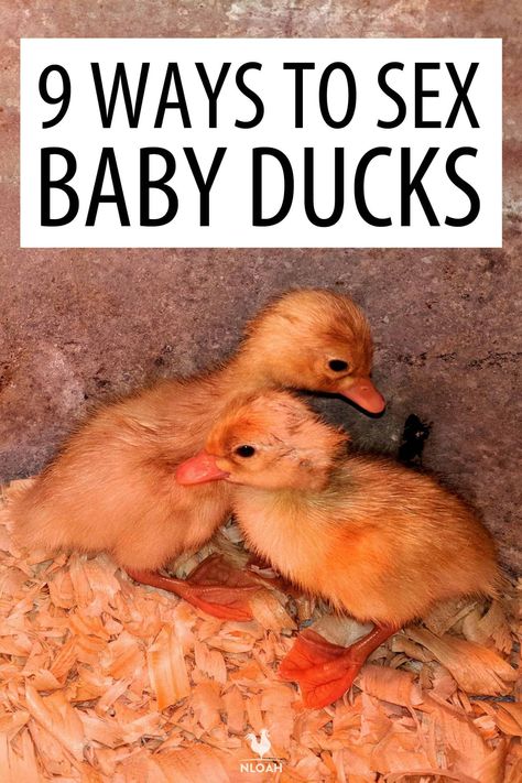 Ducks Coop, Farm Life Aesthetic, Rouen Duck, Duckling Care, Duck Pens, Types Of Ducks, Pekin Duck, Homestead Animals, Backyard Ducks