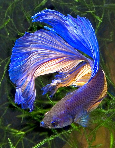 Siamese Fish, Ikan Air Tawar, Betta Fish Types, Pretty Fish, Beta Fish, Carpe Koi, Cool Fish, Pet Fish, Exotic Fish