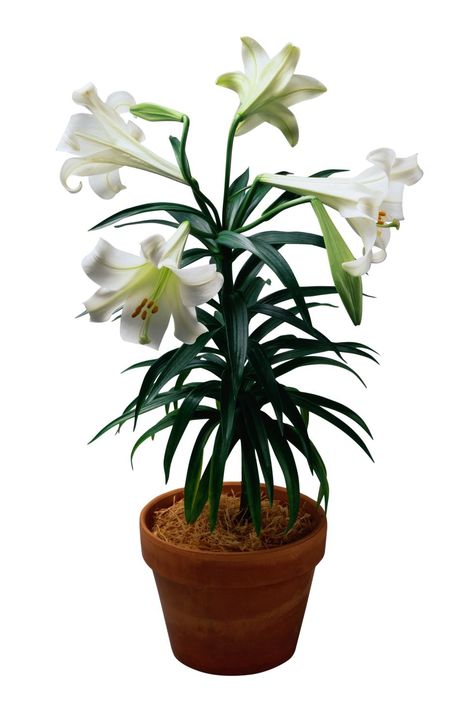 Potted Easter Lily Plant How To Care For Easter Lily Plant, Easter Lilly, Lilys In A Vase, Easter Lily Flower, White Lillies In Tall Vase, Easter Cactus, Easter Flower Arrangements, Lily Bulbs, Lenten Rose