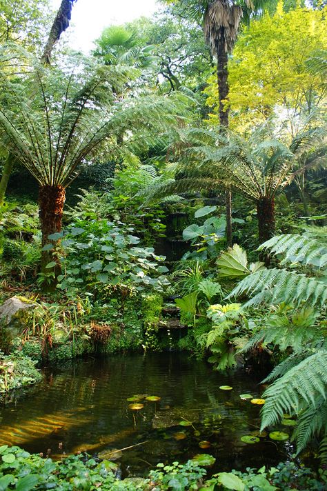 https://flic.kr/p/aCy2uj | Dicksonia antarctica (tree ferns) (2) Tree Fern Garden Design, Tree Ferns In Gardens, Fern Landscaping, Dicksonia Antarctica, Tropical Farm, Fern Garden, Kolam Air, Ferns Garden, Garden Pond Design