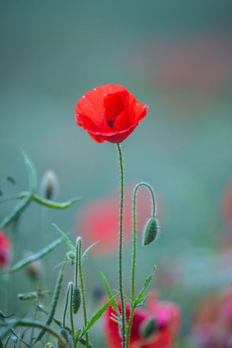 Download this photo by Diana Parkhouse on Unsplash Flowers Photography Beautiful, Poppy Images, Flower Poppy, Blur Image Background, Flower Close Up, Beautiful Flowers Photography, Flowers Photography Wallpaper, Background Images Wallpapers, Dslr Background Images