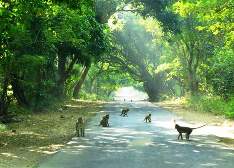 Sanjay Gandhi National Park: The Jungle in Our Backyards : Trail-Stained Kanheri Caves, Sanjay Gandhi National Park, Untouched Nature, Nature Story, Jain Temple, Sun Rise, Picture Postcards, Dream City, Concrete Jungle