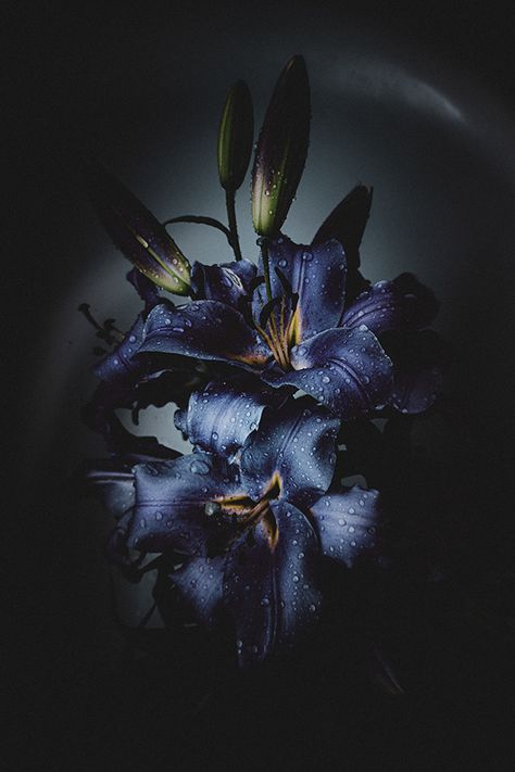 Blue dream lily on Behance Blue Lilies Aesthetic, Dark Lillies, Dark Lilies, Blue Stargazer Lily, Black Lily Flower, Lilies Aesthetic, Glaze Lily, Lillies Flowers, Black Lilies