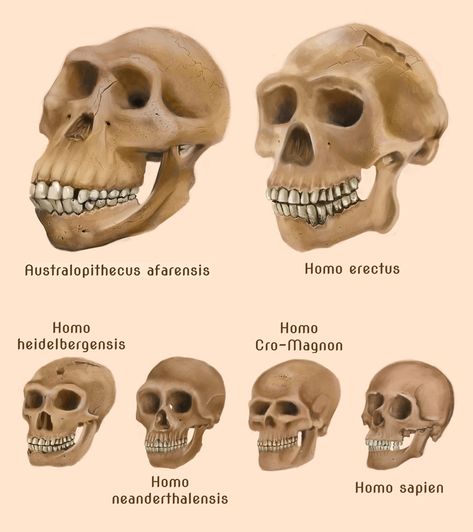 Human evolution skulls by amircea.deviantart.com on @deviantART Biological Anthropology, Prehistoric Man, Forensic Anthropology, Theory Of Evolution, Foto Transfer, Arte Alien, Afrique Art, Human Evolution, Early Humans