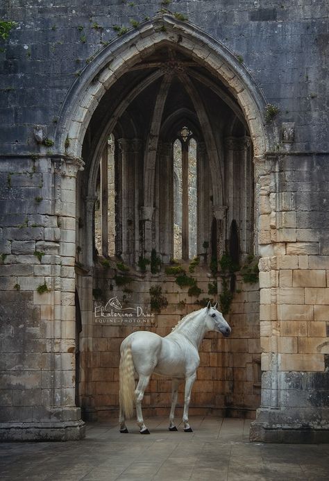 Lustiano Horses, Kathiyawadi Horse, History Of Portugal, Lusitano Horse, Beautiful Horse Pictures, Horse Anatomy, Majestic Horse, Beautiful Bugs, Draft Horses