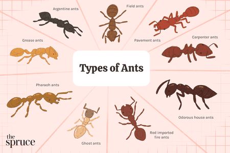 9 Types of Ants (And How to Get Rid of Them) Home Remedies For Ants, Ants In Garden, In House Plants, Sugar Ants, Types Of Ants, Flying Ants, Tiny Ants, Ant Repellent, Ant Species