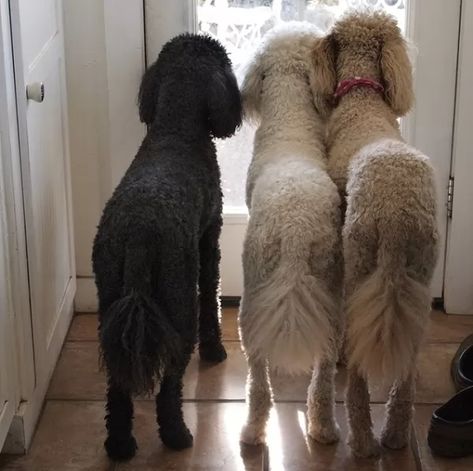 12 Realities That New Poodle Owners Must Accept 4 Miniature Poodles, Leslie Hall, Small Poodle, Poodle Haircut, Poodle Cuts, Pretty Poodles, Poodle Dogs, French Dogs, Toy Poodles