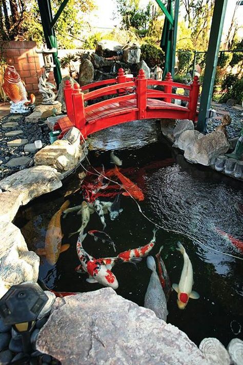 Koi Pond In Backyard, Koi Carp Pond, Japanese Koi Pond, Pond Design Ideas, Pond Bridge, Pond Koi, Koi Pond Design, Fish Pool, Kolam Koi