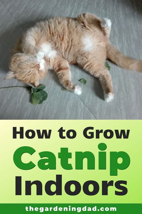 How To Grow Catnip, Grow Catnip, Growing Catnip, Catnip Plant, Cat Climbing Tree, Herb Gardening, Cat Plants, Cats Diy Projects, Cat Hacks