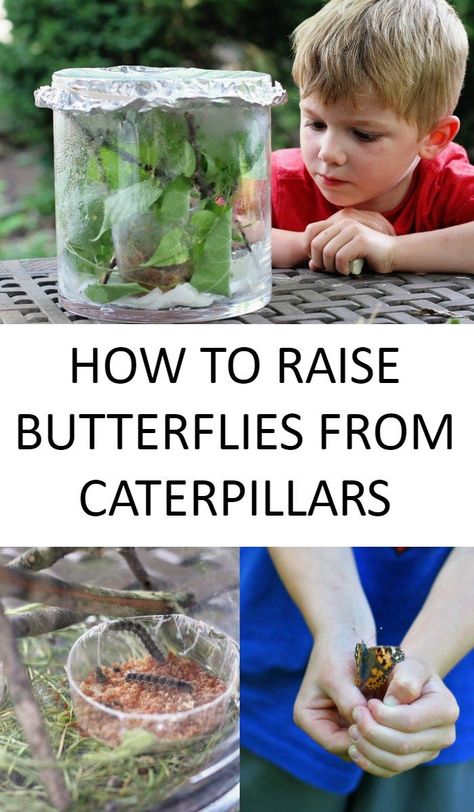 How To Take Care Of A Caterpillar, Raising Caterpillars, Growing Butterflies, Raise Butterflies, Milkweed Garden, Science Project For Kids, Raising Monarch Butterflies, Grow Butterflies, Raising Butterflies