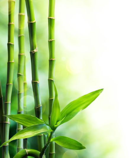 Beautiful bamboo and bamboo background material Bamboo Image, Bamboo Background, Bamboo Wallpaper, Bamboo Stalks, Photoshop Digital Background, Door Glass Design, Essential Oil Storage, Bamboo Tree, New Background Images