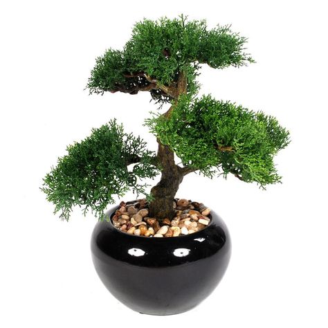 Indoor bonsai tree