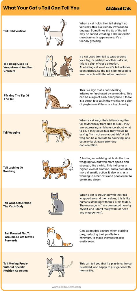 What Does My Cats Tail Mean, Cat Pupils Meaning, Cats Meaning, Cat Tail Meaning, Cat Tail Language, Cat Meaning, Animal Language, Types Of Kittens, Dobby Cat