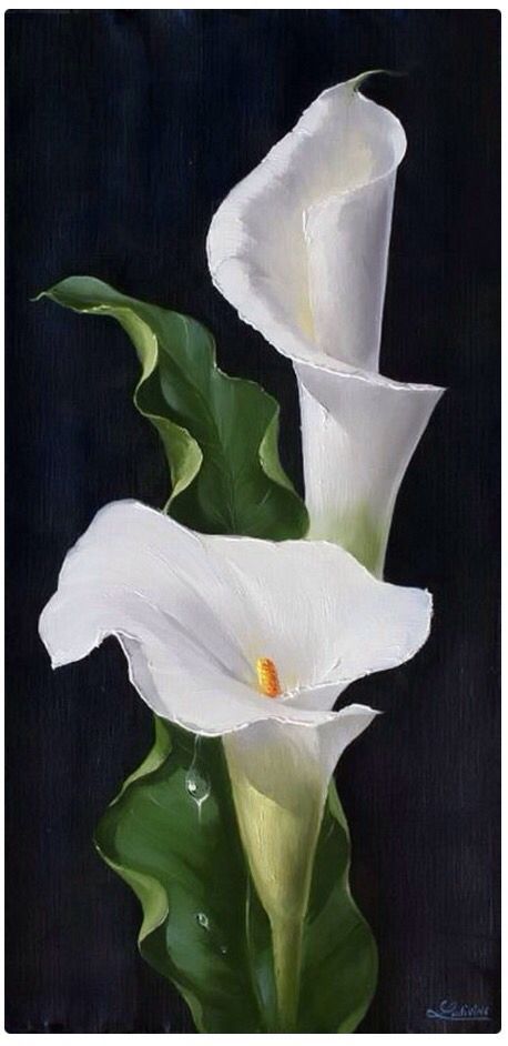 https://www.pinterest.nz/pin/565553665703491928/ Hur Man Ritar Blommor, Lily Painting, Hur Man Målar, Calla Lilies, China Painting, Flower Art Painting, Arte Floral, Calla Lily, Flower Pictures