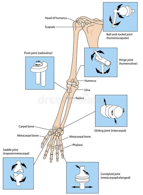 Joint types in the upper limb stock illustration Human Body Science Projects, Upper Limb Anatomy, Anatomy Education, Human Body Science, Anatomy Bones, Medicine Notes, Nursing School Motivation, Basic Anatomy And Physiology, Nurse Study Notes