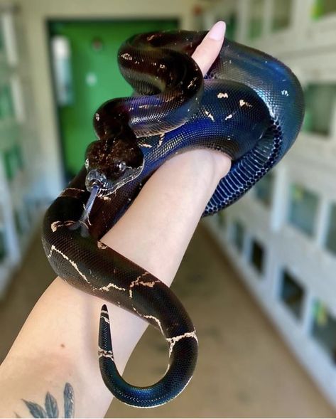 Cool Looking Snakes, Huge Snake, Snake Breeds, Dream Snake, Danger Noodles, Cool Snakes, Colorful Snakes, Pretty Snakes, Snake Lovers