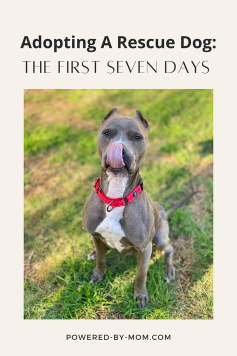 You’ve taken the time to research what type of dog would be best for your lifestyle and reading about how to go about adopting one from a shelter. Finally, you found the perfect match; Your life is suddenly complete. But what happens next? How do you know if this is going to work out? What are some things that you can expect in those first seven days as your new rescue pup adjusts to his new home? Rescue Dog, Dog Rescue, Adopting A Dog, Rescue Dog Training Tips, Popular Dog Names, Starting An Animal Rescue, Shelter Dogs Adoption, Dog Friendly Vacation, Dog Rescue Stories