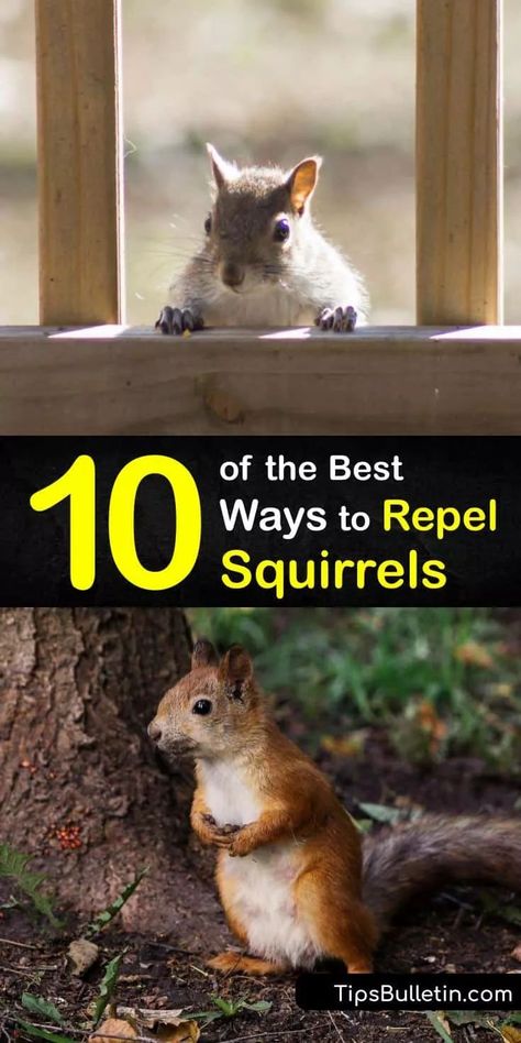 Diy Squirrel Repellent Homemade, Plants That Repel Squirrels, Ground Squirrels How To Get Rid Of, How To Get Rid Of Squirrels, How To Get Rid Of Squirrels In Your Yard, Keep Squirrels Out Of Bird Feeders, How To Keep Squirrels Out Of Bird Feeder, How To Keep Squirrels Out Of Garden, Keep Squirrels Out Of Garden