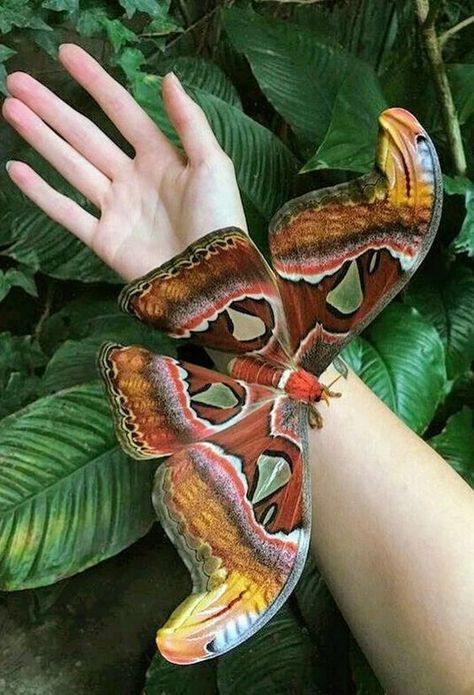 Unique Butterflies, Colorful Moths, Cute Moth, Atlas Moth, Cool Insects, Moth Tattoo, Butterfly Photos, Beautiful Bugs, Butterfly Pictures