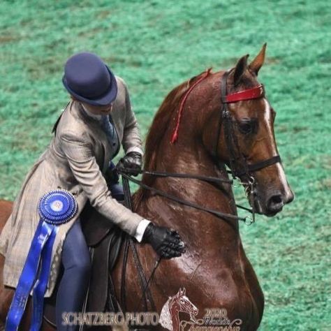 Facebook Saddleseat Equitation, Horse Heads, Saddle Seat, Beautiful Horse, Horse Saddles, Pretty Horses, Horse Head, Show Horses, Beautiful Horses