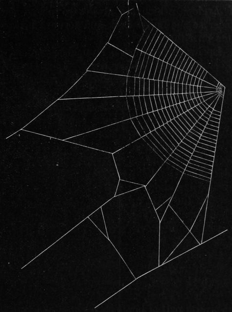 Henry McCook, scientific illustration - Spider Webs, “American Spiders and Their Spinningwork”, 1889. Cobweb Illustration, Spider Web Aesthetic, Spider Web Illustration, Spider Aesthetic, Uicideboy Wallpaper, Web Spider, Spider Web Design, Marcus Black, Spider Art