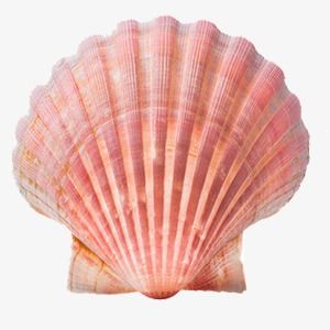 Pink Shell Aesthetic, Sea Shells Reference, Pictures Of Shells, Seashell Png Aesthetic, Seashell Reference Photo, Sea Shell Reference, Beach Aesthetic Shells, Shell Reference Photo, Mermaidcore Png