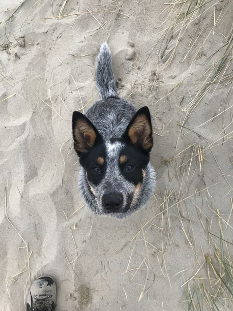 Blue Cattle Dog Puppies, Blue Cattle Dog, Cattle Dog Aesthetic, Australian Blue Heeler, Blue Heeler Aesthetic, Blue Healers Dog, Blue Heeler Tattoo, Mini Blue Heeler, Australian Heeler