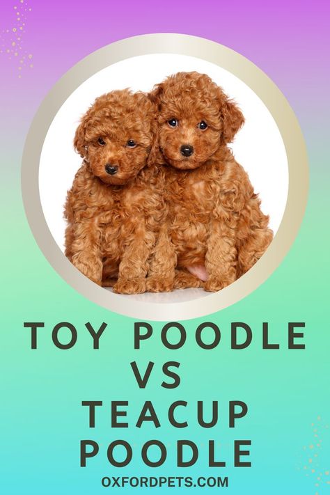 Tea Cup Poodles, Toy Poodle Teddy Bear Cut, Teacup Poodle Full Grown, Toy Poodle Grooming, Toy Poodle Haircut Teddy Bears, Poodle Teddy Bear Cut, Toy Poodle Haircut, Teacup Poodles For Sale, Giant Poodle