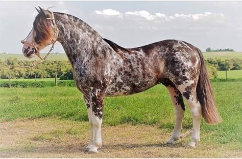 Polygenic Sabino Criollo - South America is notorious for having environmental related color patterns and anomalies in horses like the Manchado. I think this might have something to do with this Sabino because he looks like he might have the White Mutation, but after some research, I found that the White Mutation doesn't occur in Criollos. Yard Layout, Unusual Horse, Horse Markings, Rare Horses, Beautiful Horse Pictures, Pinto Horse, Animals Photography, Most Beautiful Horses, Appaloosa Horses