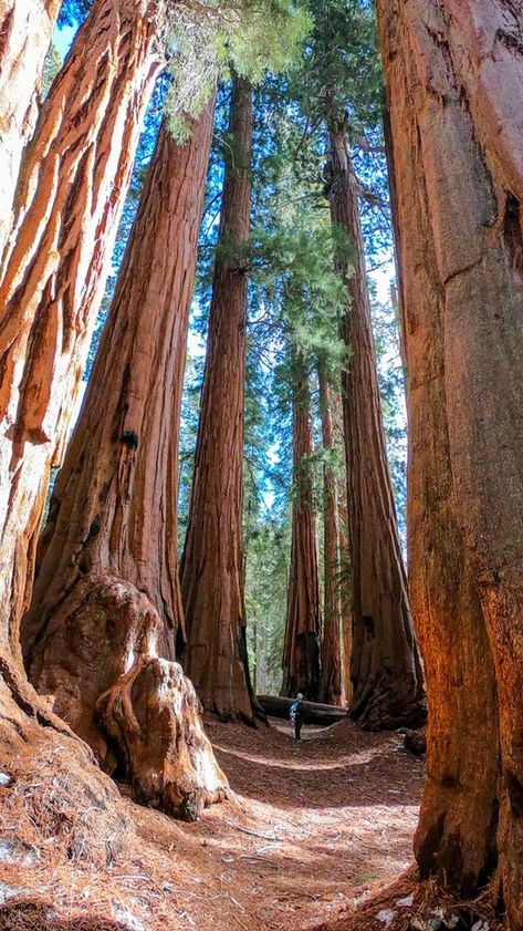 Red Wood National Park, Red Wood National Park California, Armstrong Redwoods State Park, Redwood National Park Photography, Big Basin Redwoods State Park, Henry Cowell Redwoods State Park, Redwood National Park Itinerary, Red Woods California, Oregon Redwoods