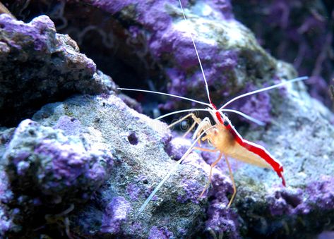 Prawn. Alive prawn in sea aquarium #Sponsored , #paid, #SPONSORED, #Alive, #sea, #prawn, #Prawn Fish Pictures, Sea Aquarium, Vector Character, Recipe Images, Logo Sticker, Fish Pet, Stock Photography, Photo Image, Fish