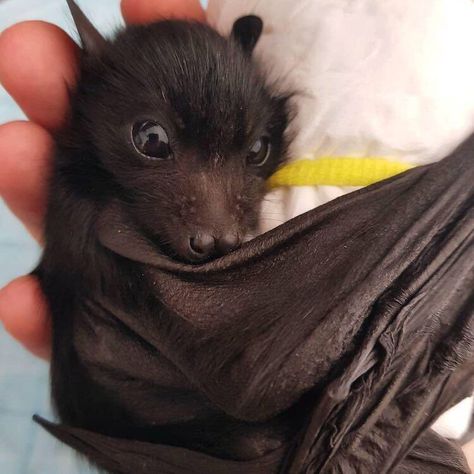 Baby Bats, Cute Bat, Cute Creatures, Funny Animal Pictures, Cute Little Animals, Cute Funny Animals, Animals Friends, Beautiful Creatures