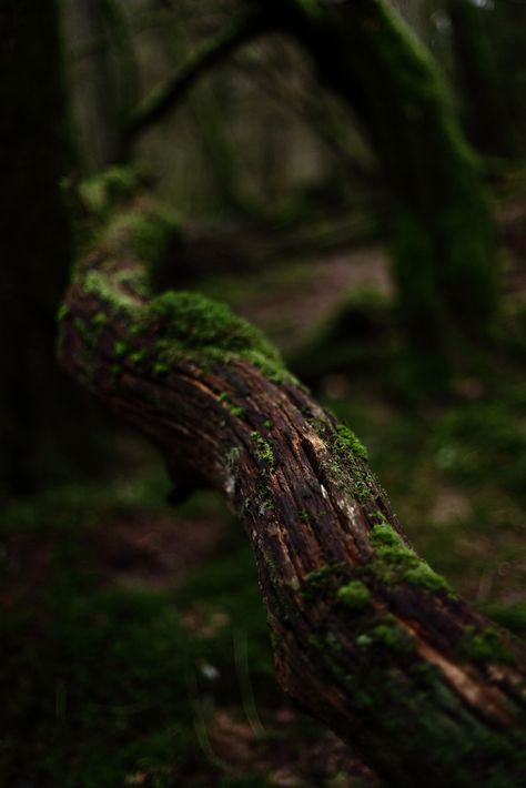 Mysteries In Foxworth Village Tree Branch Photography, Branch Photography, Ormanlık Alan, Secret Forest, Kunst Inspiration, Deep Woods, Deep Forest, Walk In The Woods, Tree Branch