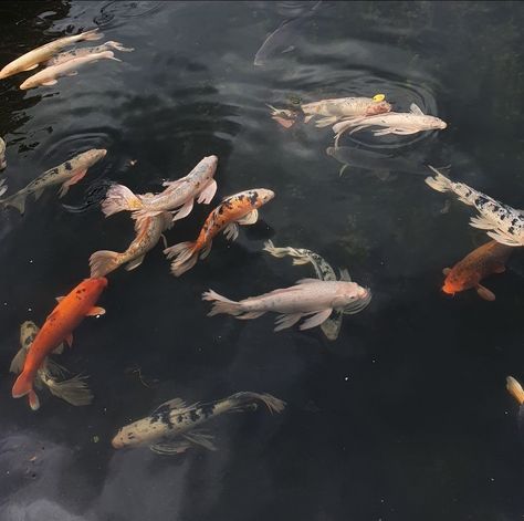 恋 Dark Academia Filter, Koi Carp Fish, Vietnamese History, Japanese Fish, Japanese Koi, Koi Carp, Lake Fishing, Japanese Aesthetic, Fish Pond