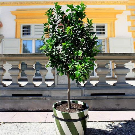 Lemon tree potted