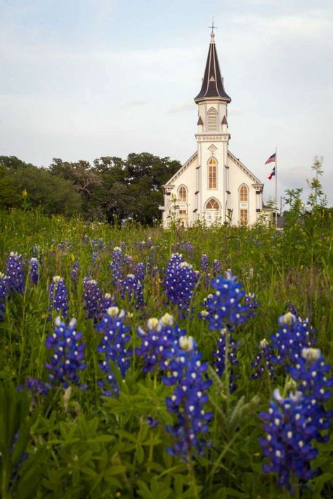 Sts. Cyril and Methodius Church rises over a field of bluebonnets on Thursday, March 29, 2012, in Dubina, Texas. ( Smiley N. Pool / Houston Chronicle ) Photo: Smiley N. Pool, Staff / © 2012  Houston Chronicle Cyril And Methodius, Painted Churches, Abandoned Churches, Country Churches, Old Country Churches, Church Pictures, Take Me To Church, Old Churches, Country Church