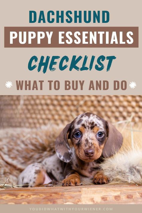 Dachshund Care Tips, Dachshund Puppy Supplies, Training A Dachshund Puppy, Must Have Puppy Essentials, First Night With Puppy, Dachshund Personality, Mini Dachshund Puppies, Puppy Essentials, Types Of Puppies