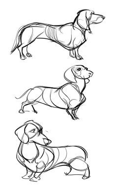 Dachshund Illustration Drawings, Dachshund Art Illustration, Daschund Drawing, Dachshund Dog Drawing, Dachshund Sketch, Arte Dachshund, Dachshund Drawing, Dachshund Painting, Dog Drawing Tutorial