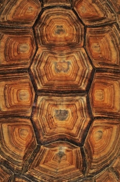 Afrique Art, Texture Inspiration, Turtle Shell, Shell Pattern, Animal Skin, Patterns In Nature, Nature Design, Color Textures, Geometric Patterns