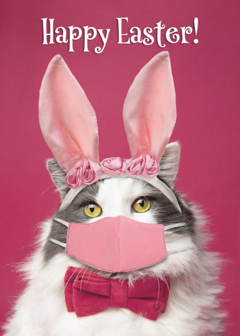 Happy Easter Cat, Easter Cat, Easter Cats, Card Embellishments, Easter Wishes, Cat Funny, Pet Holiday, Bunny Ear, Funny Cards