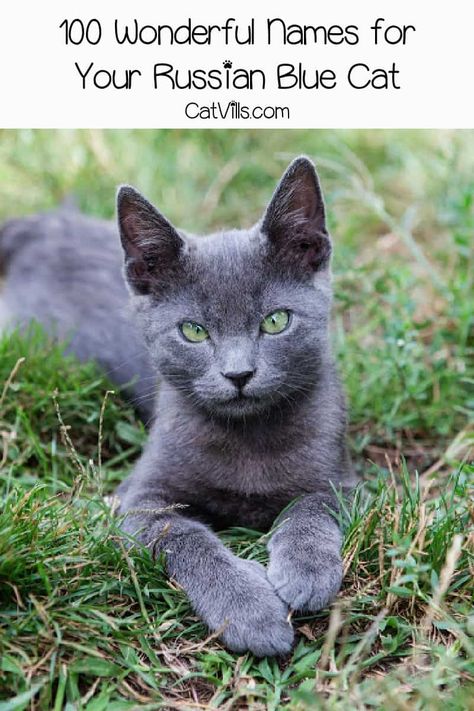 Looking for Russian Blue cat names? We've got you covered! We came up with 100 ideas for males and females inspired by their coloring and origin! Take a look! Russian Blue Cat Kittens, Russian Blue Cat Personality, Blue Russian Cat, Grey Cat Names, Boy Cat Names, Girl Cat Names, Nebelung Cat, British Blue Cat, Billy Wirth