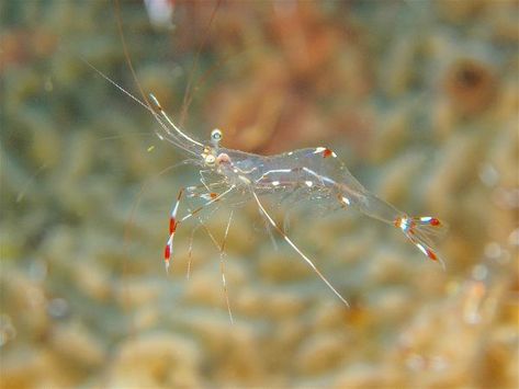 Ghost Shrimp Care | Fish Tank World What Is Ghosting, Ghost Shrimp, Cherry Shrimp, Shrimp Tank, Live Aquarium Plants, Freshwater Aquarium Fish, Live Aquarium, Cool Tanks, Aquarium Decorations