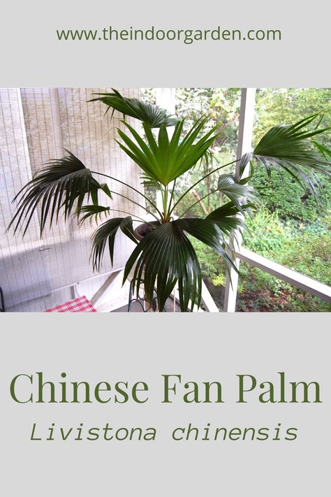 Chinese Fan Palm, Livistona Chinensis, Palm House Plants, Chinese Fan, Fan Palm, Inside Outside, Plant Species, Indoor Plant, Plant Lady